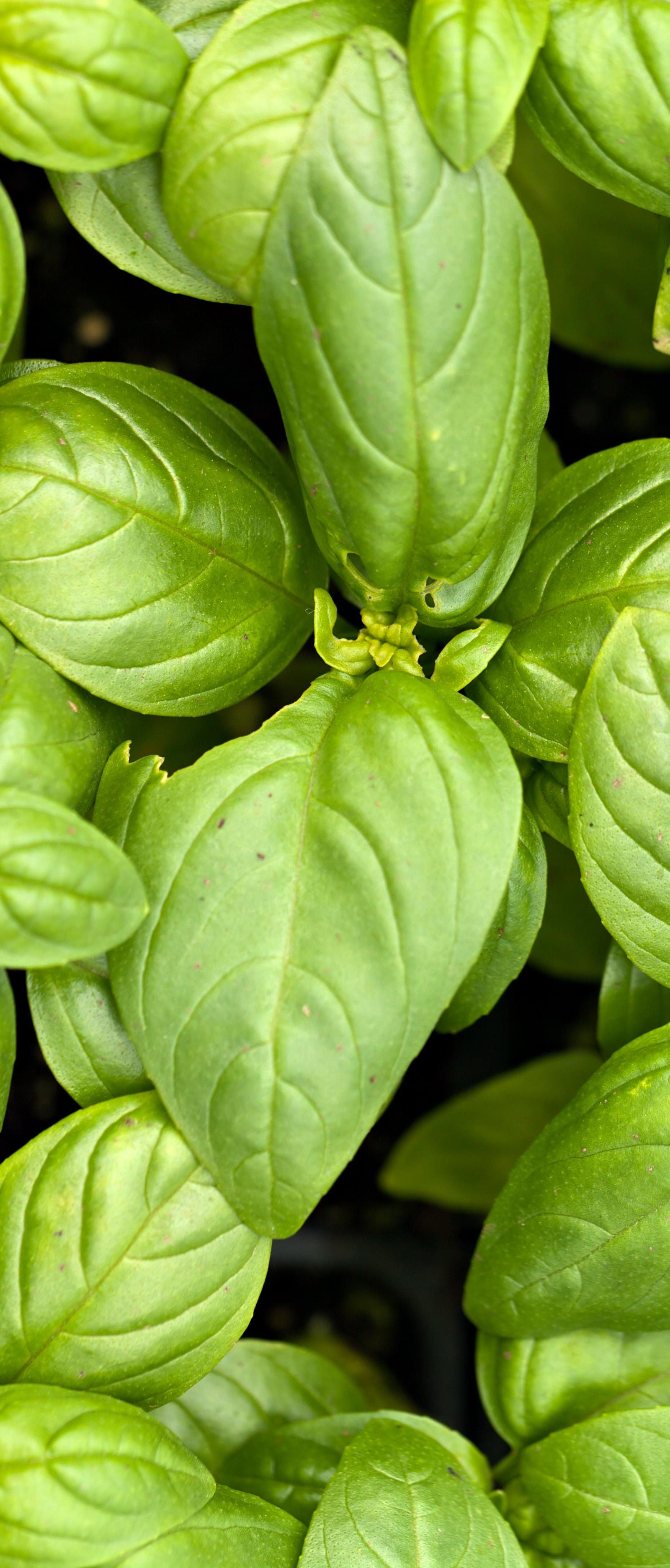Paddington's Best Plant-Based Protein Sources: A Local Food Guide