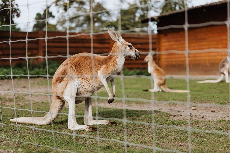 Kangaroos Behind Fence in Zoo