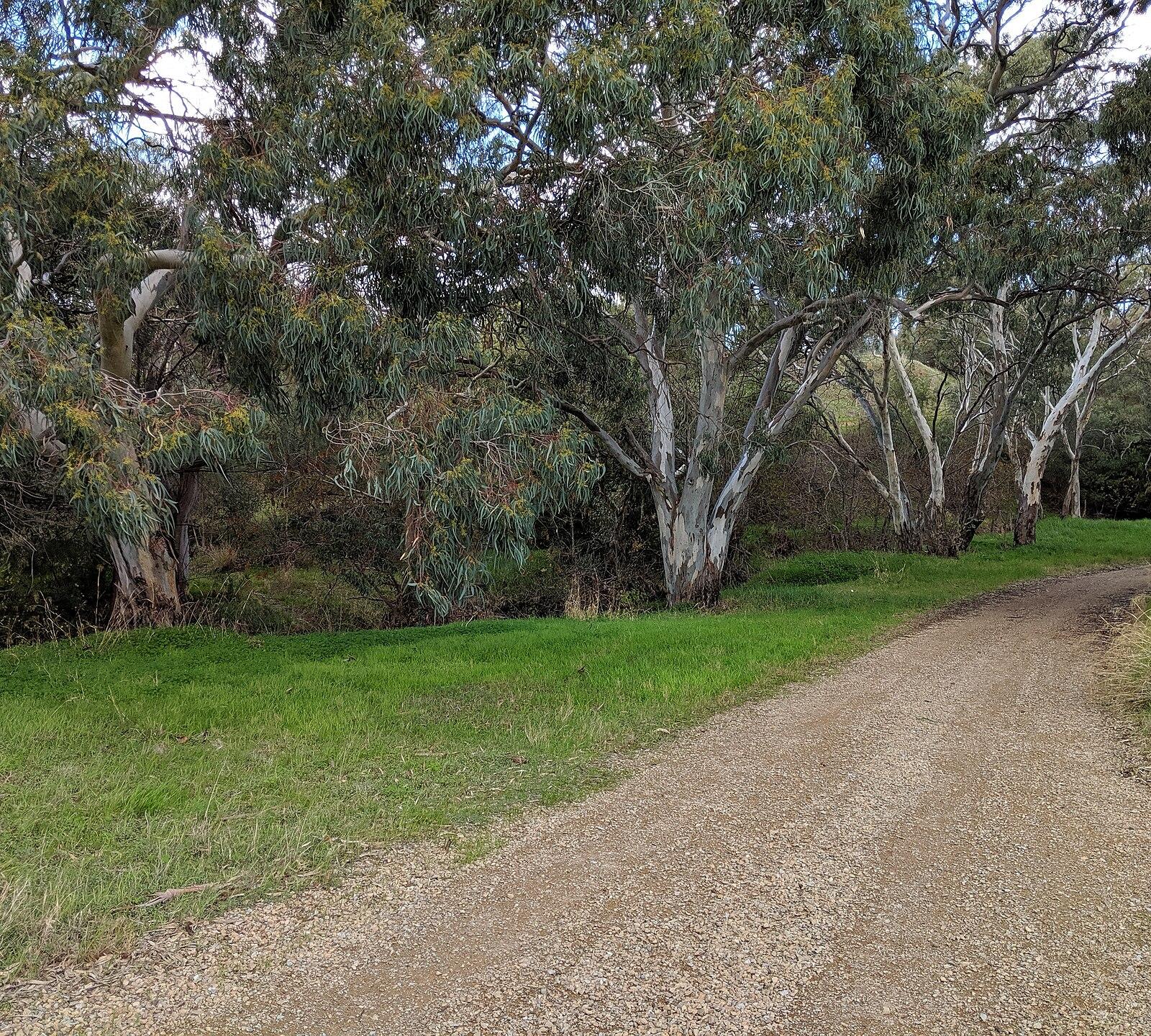 Dry Creek south bank, Walkley Heights